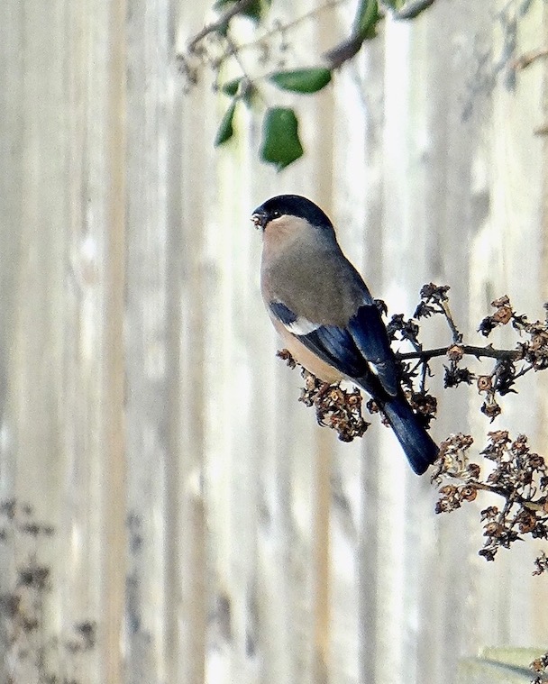bullfinch